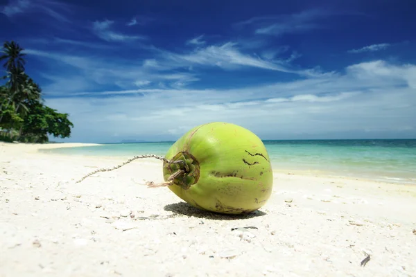 Cocos de coco — Fotografia de Stock