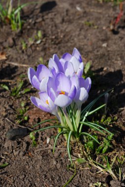 The first spring crocuses clipart