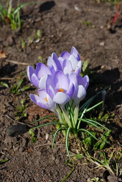 stock image The first spring crocuses