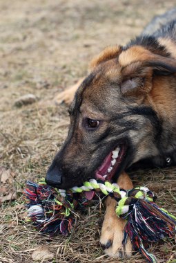 bir oyuncak köpek kemiren