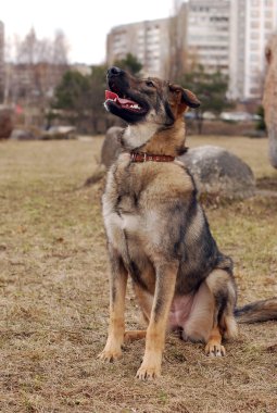 köpek glade üzerinde oturur