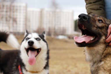 Two dogs after walk clipart