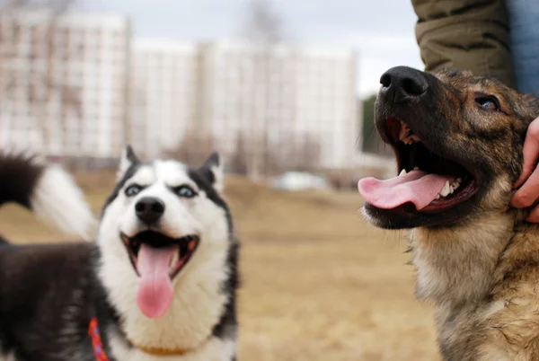 Dos perros después de caminar — Foto de Stock