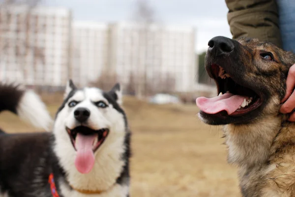 Stock image Two dogs after walk