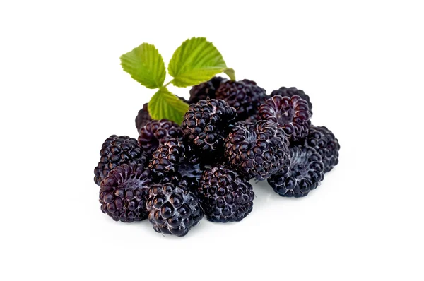 黑莓与叶 — 图库照片