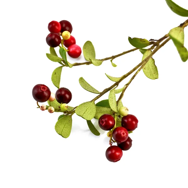 Lingonberry on a branch — Stock Photo, Image