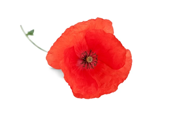 Poppy red — Stock Photo, Image
