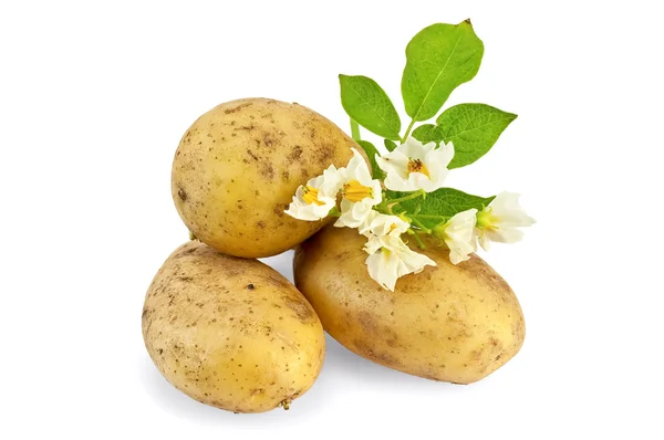 Ziemniak żółty z kwiatem — Zdjęcie stockowe