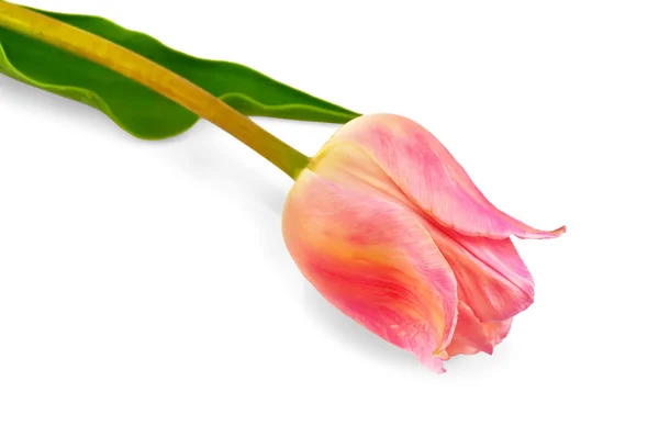 Тюльпан рожевий — стокове фото