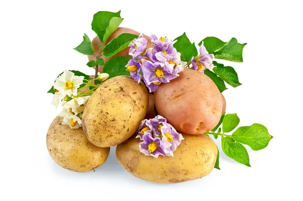 Картопля жовтий і рожевий з квіткою — стокове фото