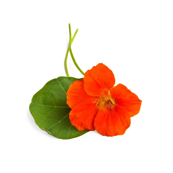 Nasturzio arancio con foglie — Foto Stock