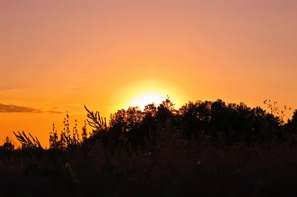 Zachód słońca na tle drzew — Zdjęcie stockowe