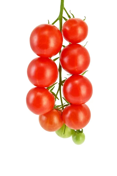 Tomatoes small on a branch — Stock Photo, Image