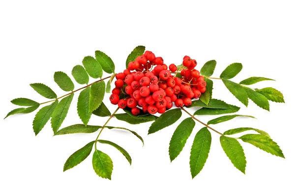 Yaprakları ile Kırmızı Rowan — Stok fotoğraf