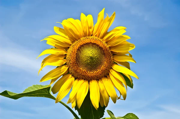 Sunflower yellow — Stock Photo, Image