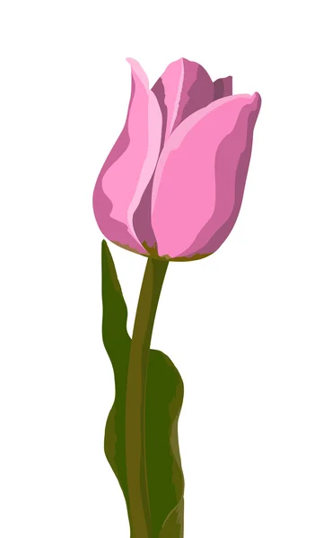 粉红色的郁金香矢量 — 图库矢量图片