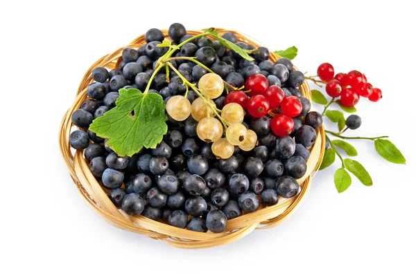 Blueberries with red and white currants — Stock Photo, Image