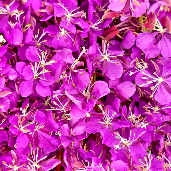 De textuur van de bloemen van wilgenroosje — Stockfoto