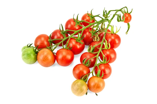 Tomates sur une branche — Photo