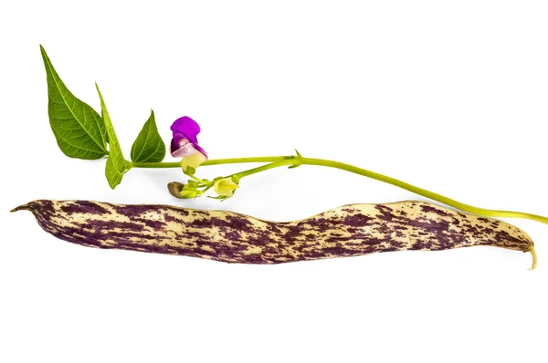 Пурпурні фіолетові стручкові боби з квіткою — стокове фото