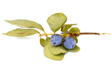 Honeysuckle on a branch clipart