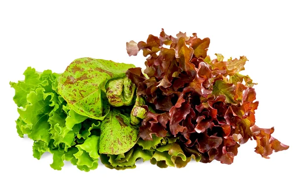 Зеленый салат, пятнистый и красный — стоковое фото