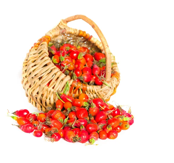 stock image Dogrose in a basket