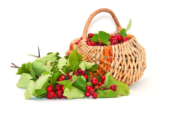 Hawthorn in a basket — Stock Photo, Image