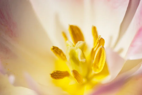 Tulipan kremowy kwiat makro — Zdjęcie stockowe