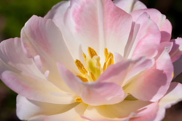 Makro rosa Tulpenblüte — Stockfoto
