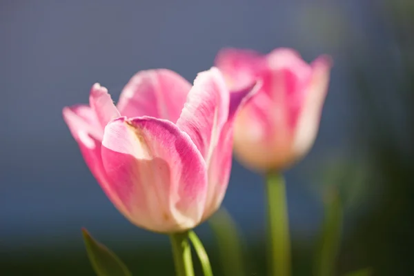Pink tulip flower macro — Stock Photo, Image