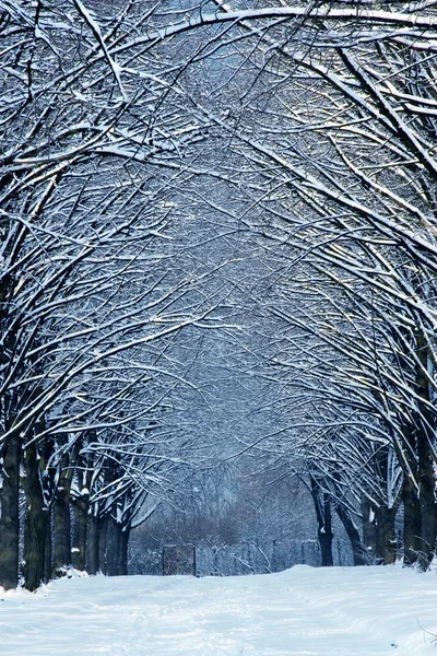 Winter time in forest with road — Stock Photo, Image