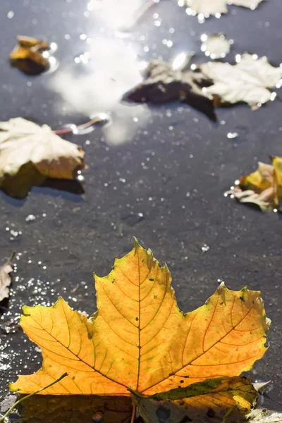 Autumn puddles — Stock Photo, Image