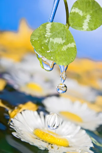 Drops of nature — Stock Photo, Image