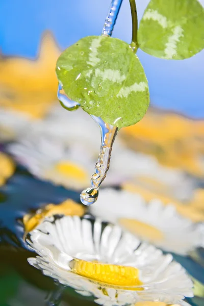 Drops of nature — Stock Photo, Image