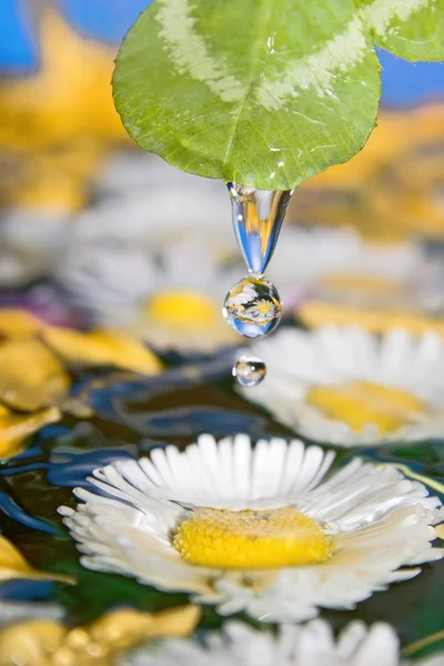 Drops of flowers. — Stock fotografie