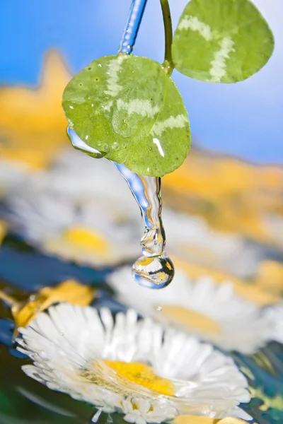 꽃 방울. — 스톡 사진