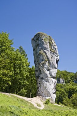 Polonya ın.