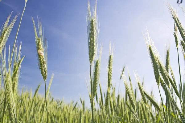 stock image Growing corn