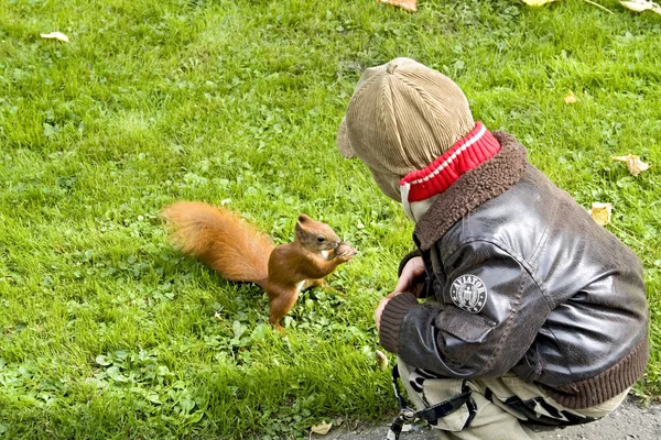 Feeding squirrel — Stock Photo, Image