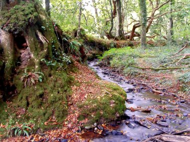Milli güven - lanhydrock.