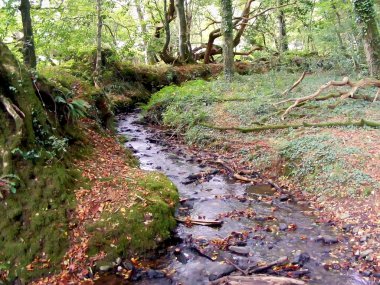 Milli güven - lanhydrock.