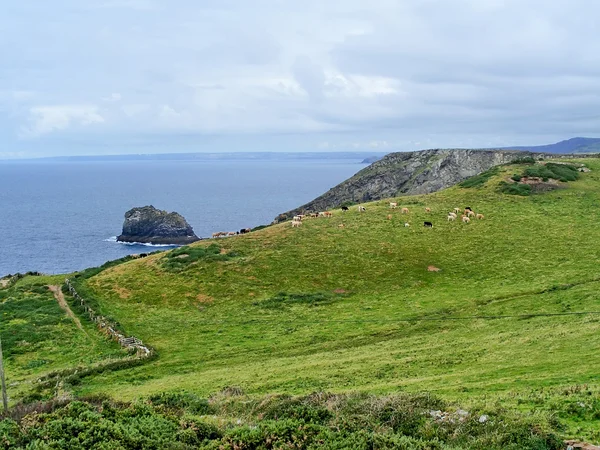 Pobřeží Cornwallu — Stock fotografie