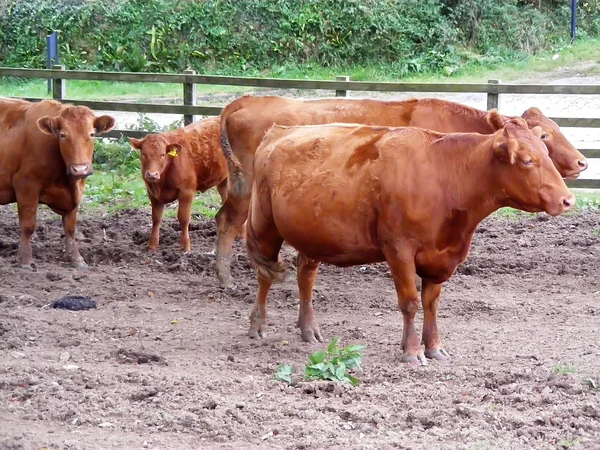 Herd of cattle — Stock Photo, Image