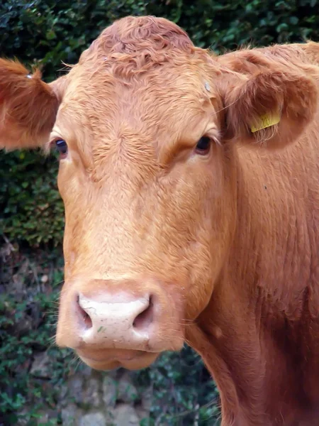 Mandria di bovini — Foto Stock