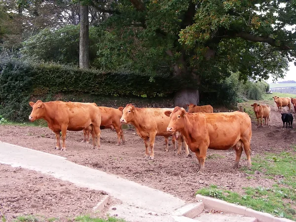 Herd of cattle — Stock Photo, Image
