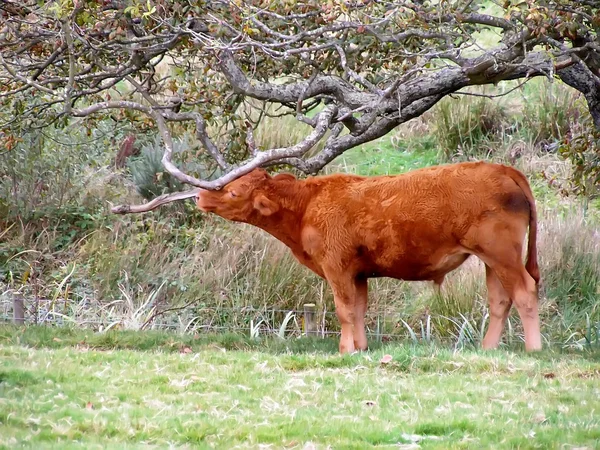 Sığır sürüsü — Stok fotoğraf