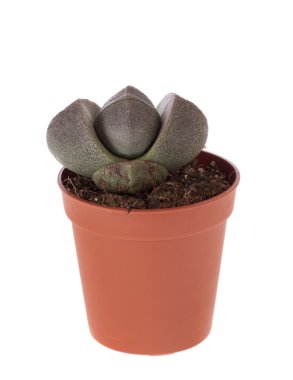 Lithops