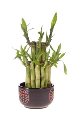 Lucky bamboo clipart