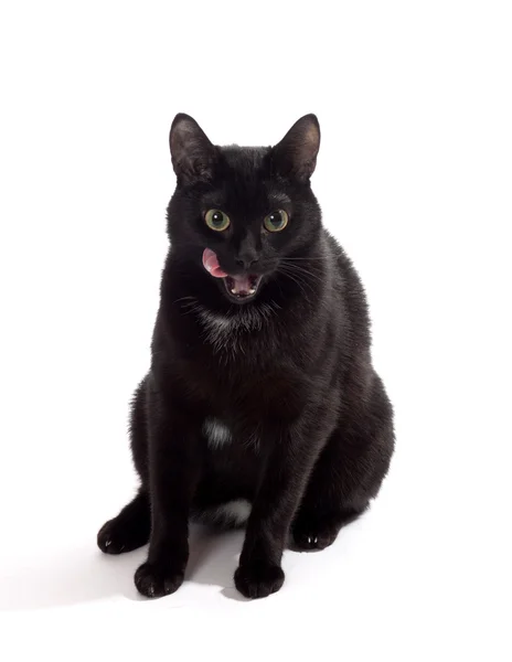 Чорний кіт портрет — стокове фото